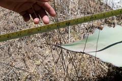 Agave durangensis