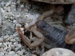 Paruroctonus silvestrii