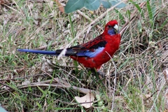 Platycercus elegans elegans