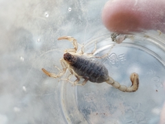 Paruroctonus silvestrii