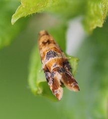 Lobesia reliquana