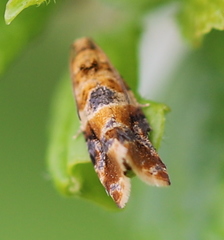 Lobesia reliquana