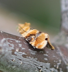 Lobesia reliquana
