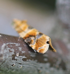 Lobesia reliquana