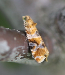 Lobesia reliquana