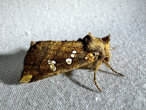Seaside Goldenrod Borer Moth photo 2