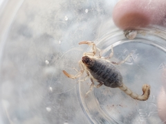 Paruroctonus silvestrii