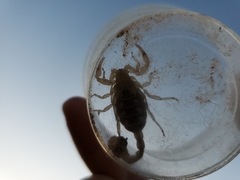 Paruroctonus silvestrii