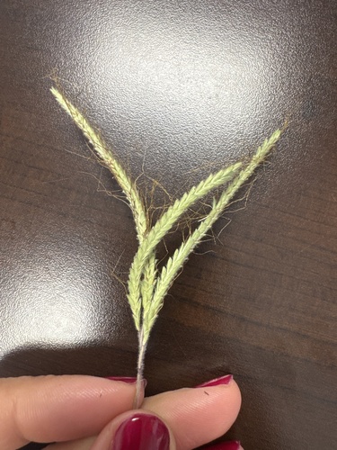 Dichanthium aristatum observed 2026-10-12