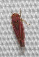 Neozygina apacha