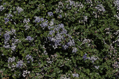 Ceanothus jepsonii