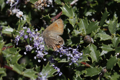 Ceanothus jepsonii