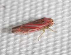 Neozygina apacha