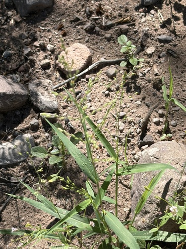 Urochloa arizonica, 2026-10-09