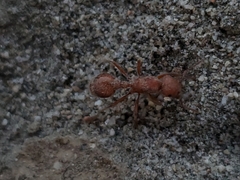 Pogonomyrmex