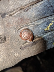 Helminthoglypta phlyctaena
