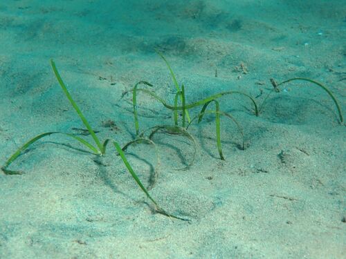 Cymodocea nodosa observed 2026-10-14