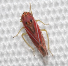 Neozygina apacha