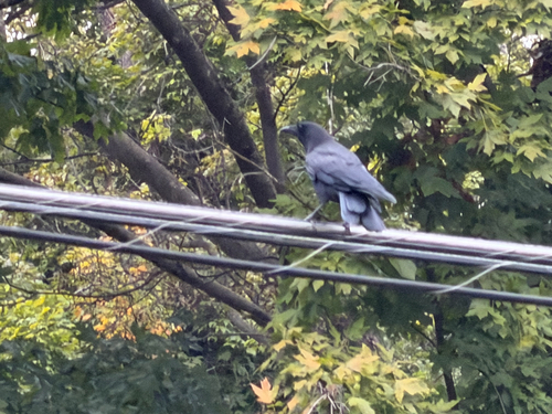 American Crow