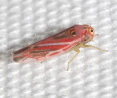 Neozygina apacha