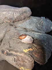 Helminthoglypta phlyctaena