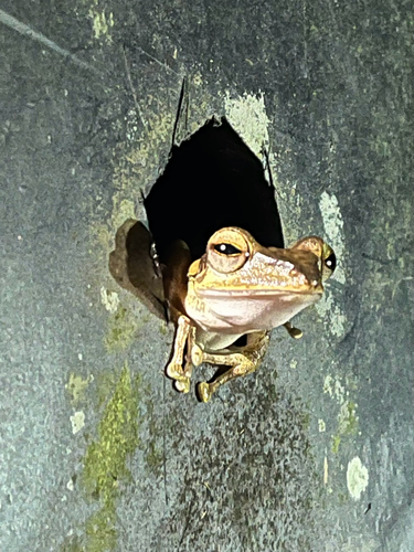 Polypedates macrotis, 2026-10-16