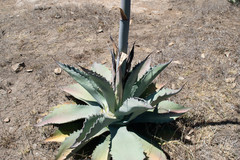 Agave durangensis