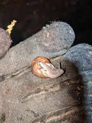 Helminthoglypta phlyctaena