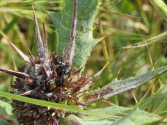 Oxythyrea noemi