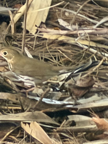 Ovenbird