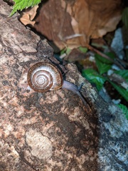Helminthoglypta phlyctaena