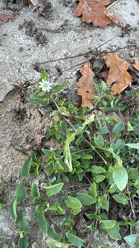Water Chickweed