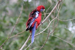 Platycercus elegans elegans