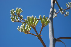 Agave durangensis