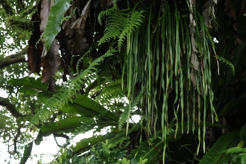 Haplopteris elongata observed 2026-10-11