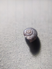 Helminthoglypta phlyctaena