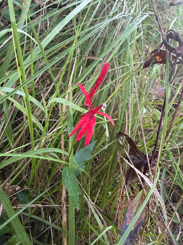 cardinal flower