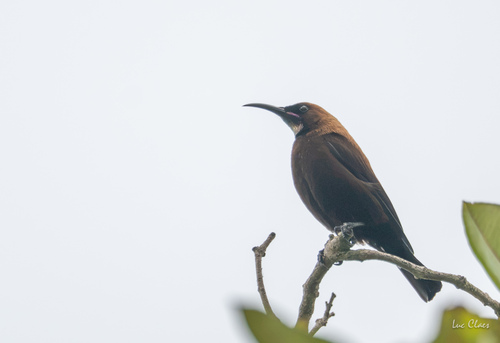 iNaturalist image