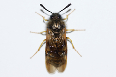 Abia lonicerae