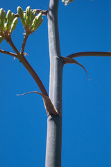 Agave durangensis