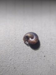 Helminthoglypta phlyctaena