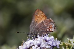 Callophrys muiri