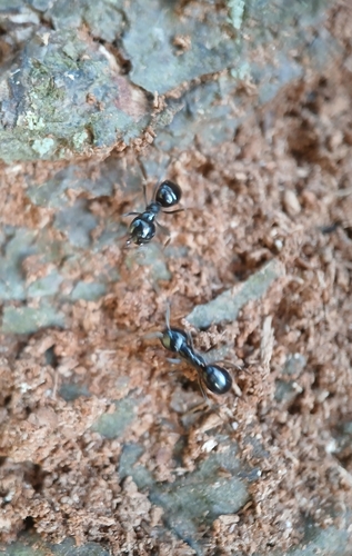 Jet Ant