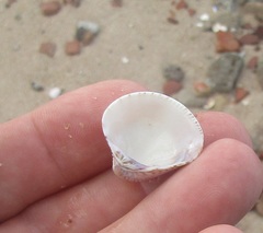 Anomalocardia flexuosa