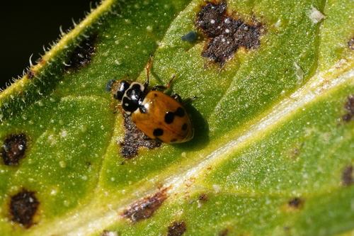 Variegated Lady Beetle