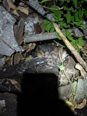 Helminthoglypta phlyctaena