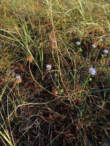 Sheep's-bit