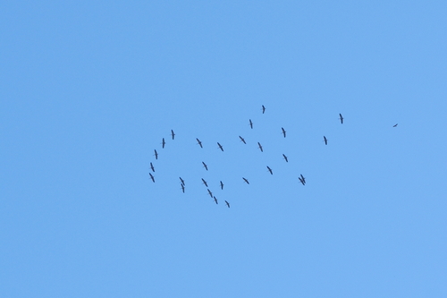 Common Crane