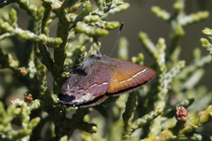 Callophrys muiri