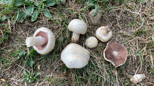 Meadow Mushroom